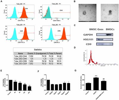 Exosomes Secreted From Bone Marrow Mesenchymal Stem Cells Attenuate Oxygen-Glucose Deprivation/Reoxygenation-Induced Pyroptosis in PC12 Cells by Promoting AMPK-Dependent Autophagic Flux